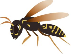 アシナガバチ