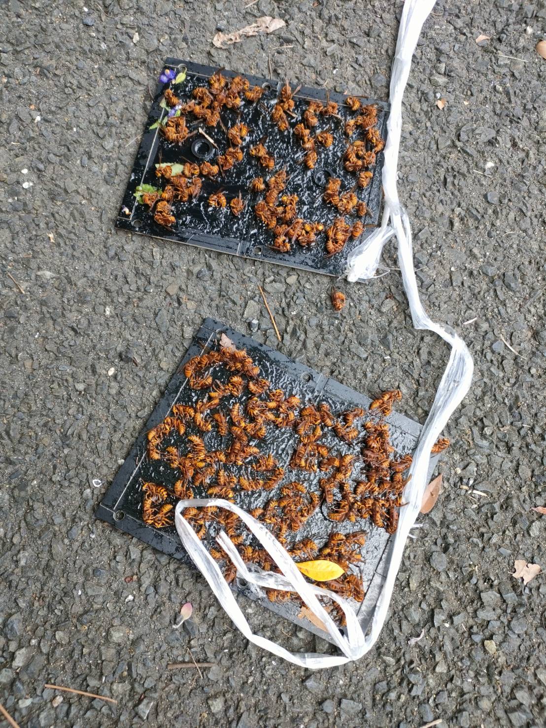 ハチの巣駆除の施工事例43